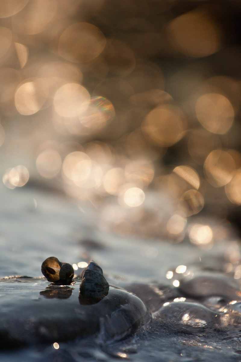 Muschel-im-Eis Muschel im Eis Bokeh
