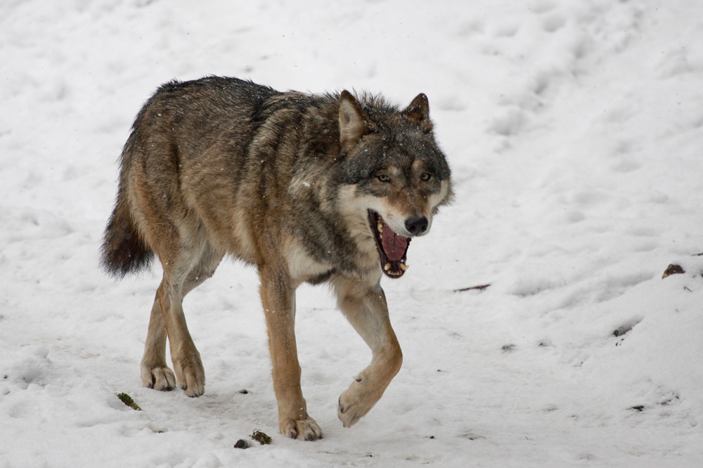 Wolf_Schnee Wolf im Schnee